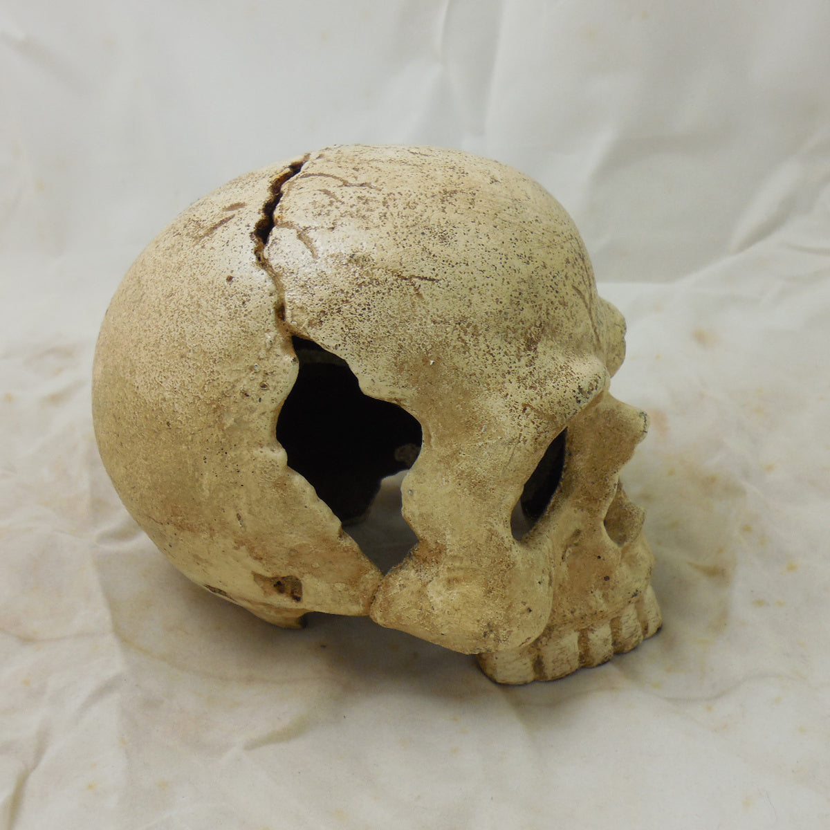 Skull Paperweight / Bookend