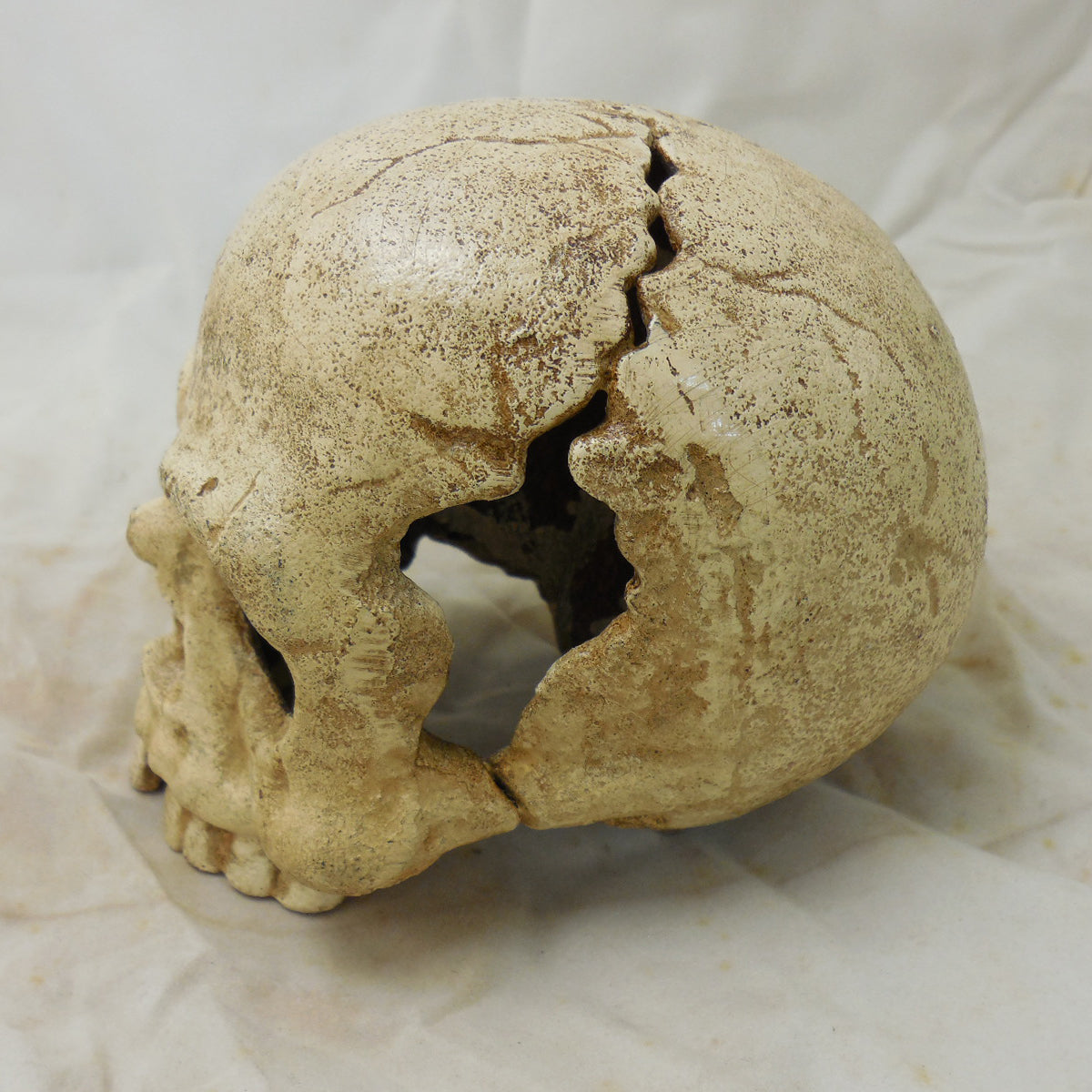 Skull Paperweight / Bookend
