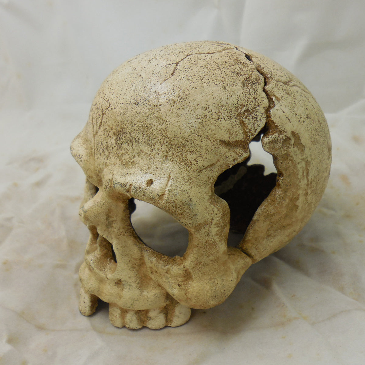 Skull Paperweight / Bookend