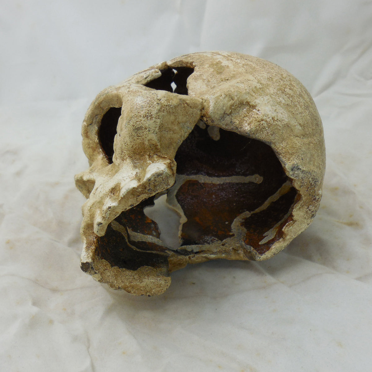 Skull Paperweight / Bookend
