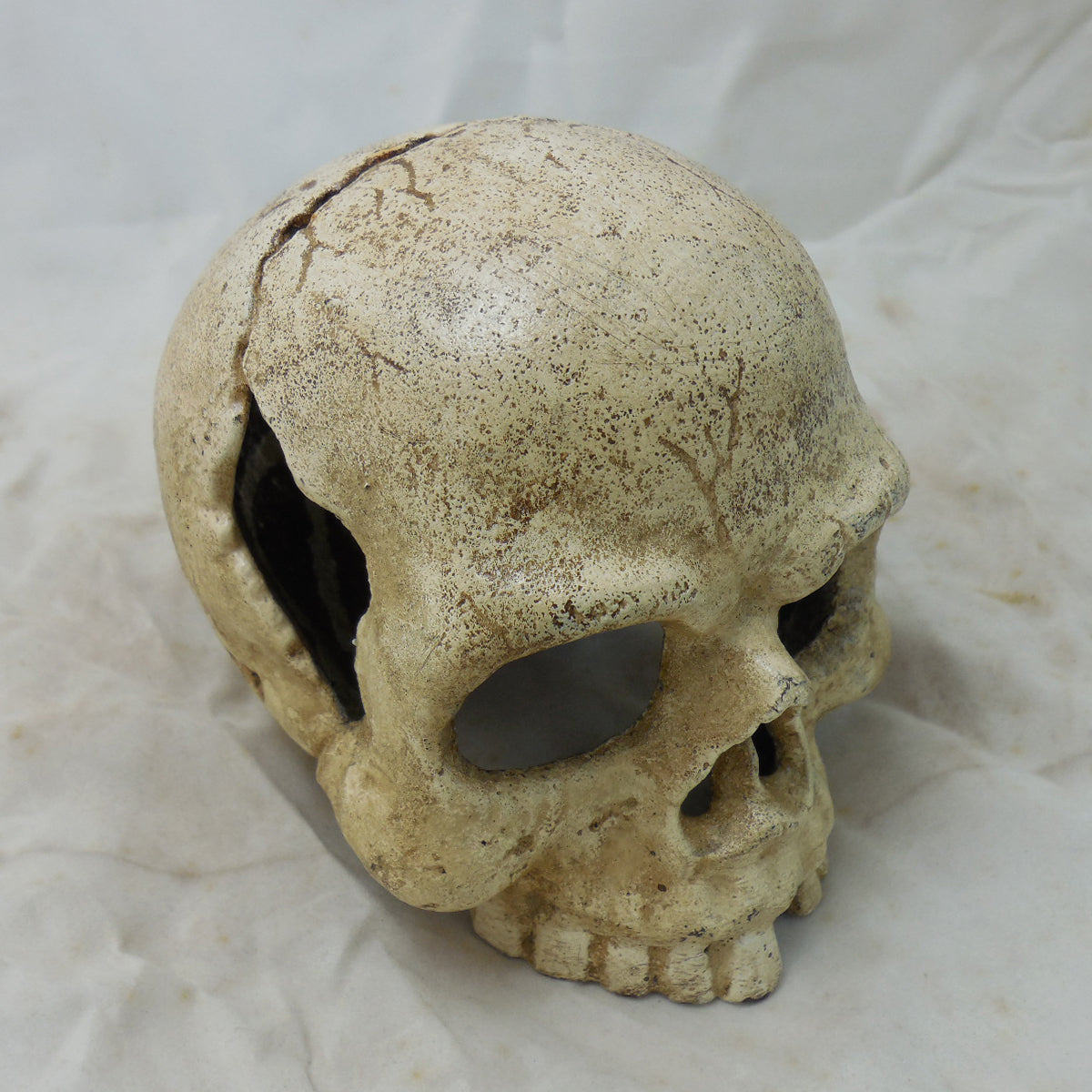 Skull Paperweight / Bookend