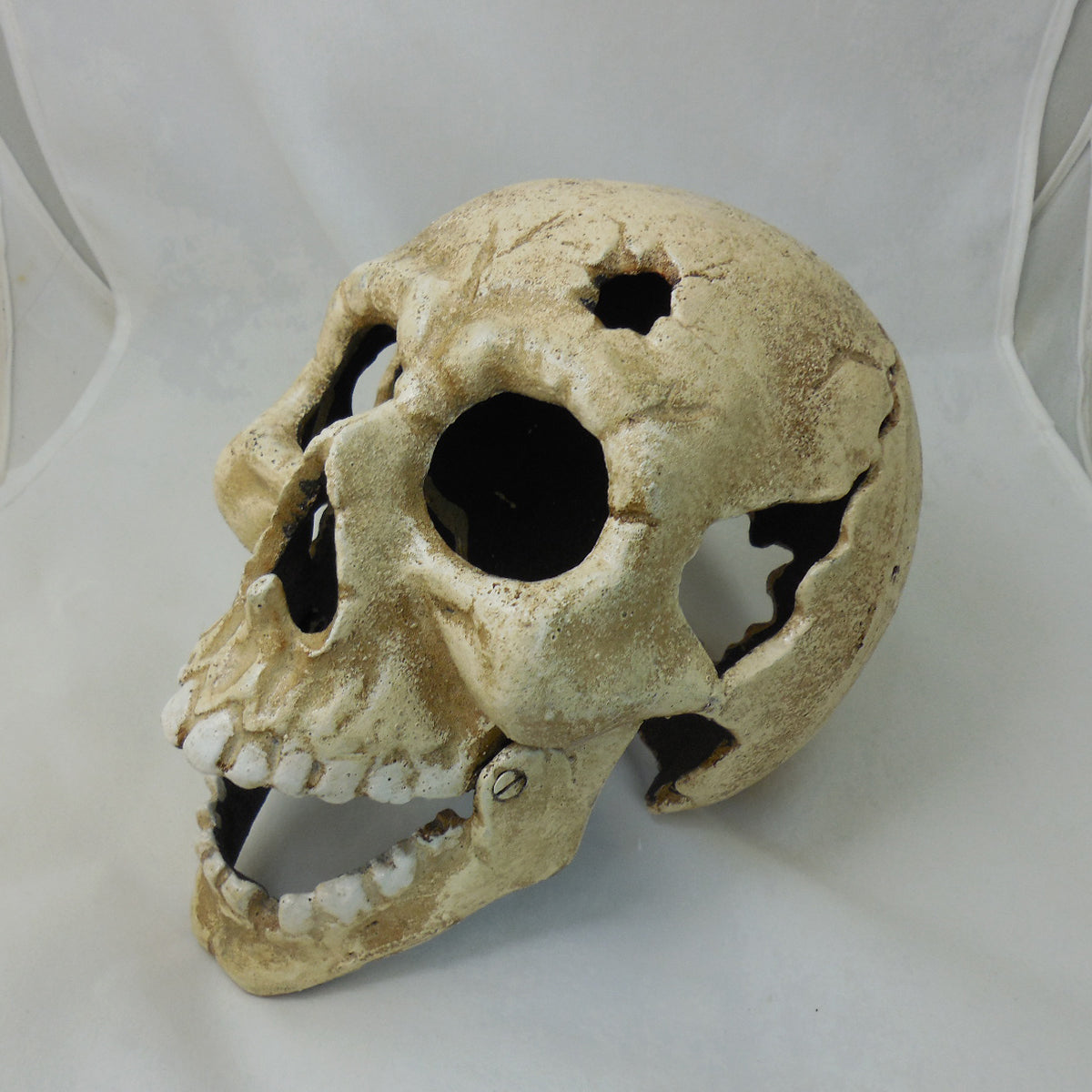 Large Skull